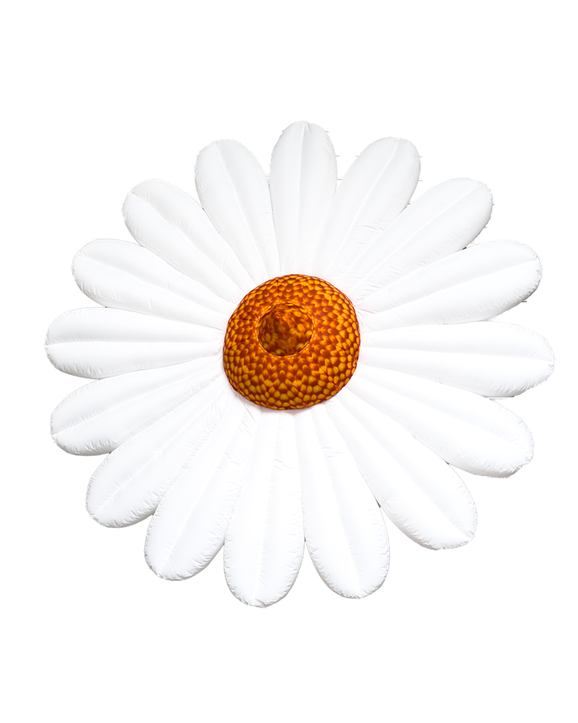 Pâquerette blanche 