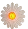 Pâquerette blanche 