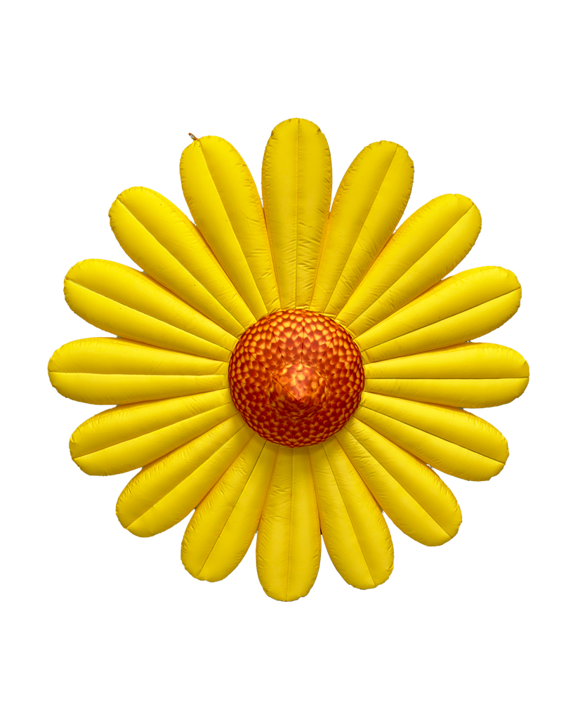 Pâquerette jaune 