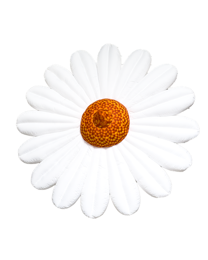 [GD7002] Pâquerette blanche 