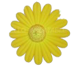 [GD7003] Pâquerette jaune 