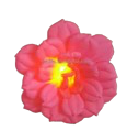 [GD7011] Fleur rose foncée